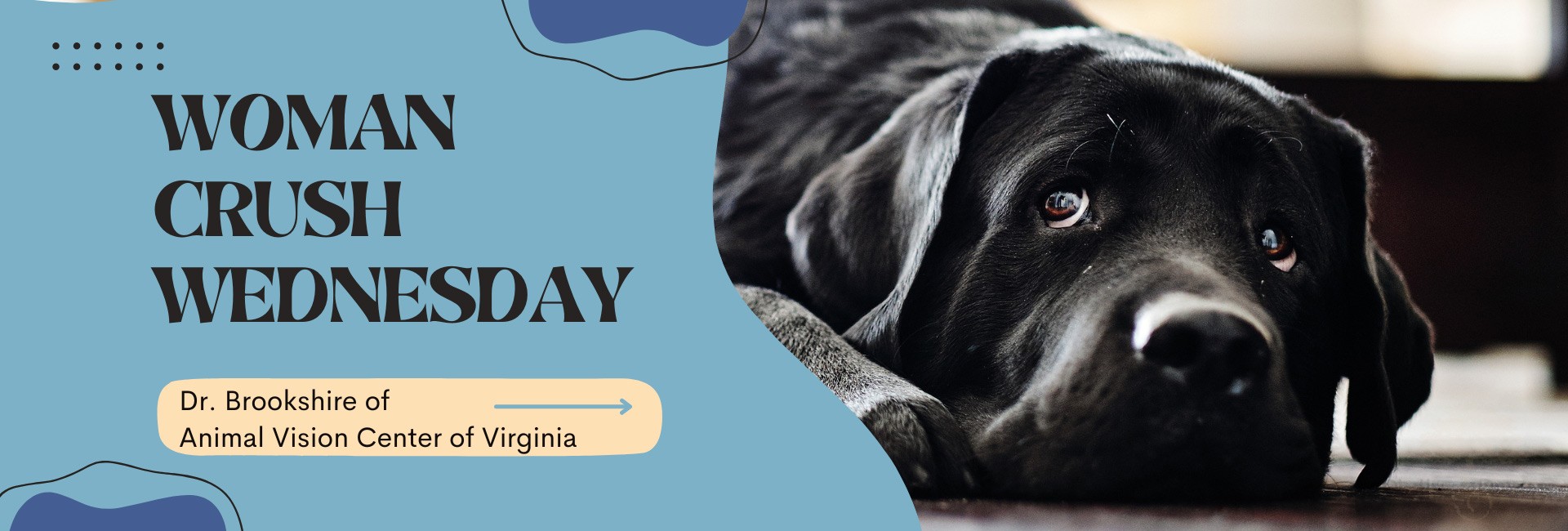 Dr. Brookshire Helps Beloved Animals See A Better Future