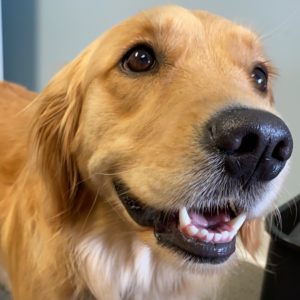 Kim Phillips portrait's Dog